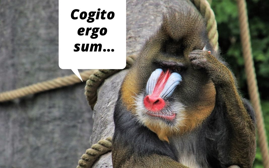 El cerdo de Epicuro… y otros animales filosóficos