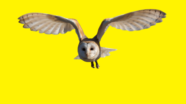 La lechuza representa la sabiduría porque es el símbolo de Minerva (o Atenea), la diosa de la razón y el conocimiento. Diseño propio realizado a partir de la fotografía de dannymoore1973 (Pixabay, CC).