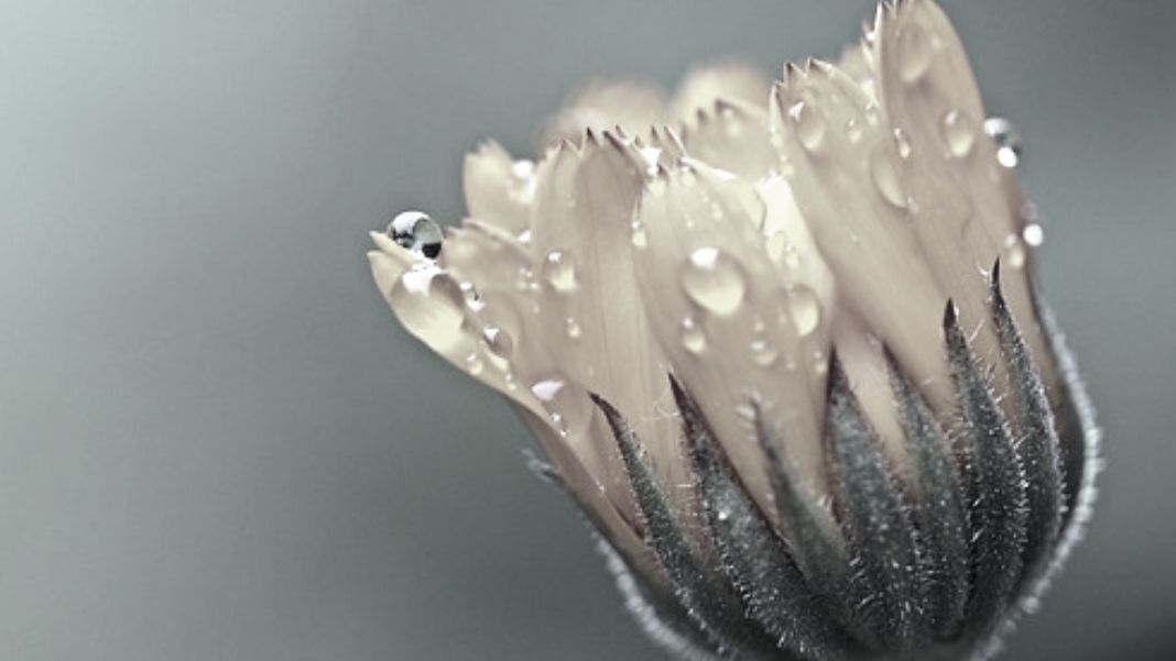 La existencia de las flores es siempre efímera, caduca, pero eso no quiere decir que carezca de sentido o que sea ajena a la belleza de la vida. De hecho, todo lo contrario. Imagen de Myriams-Fotos en Pixabay.